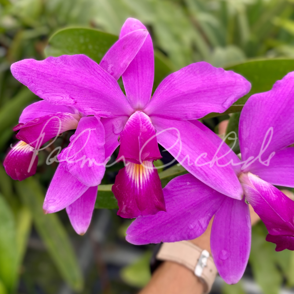 Cattleya violacea 'Big Jane' — Palmer Orchids